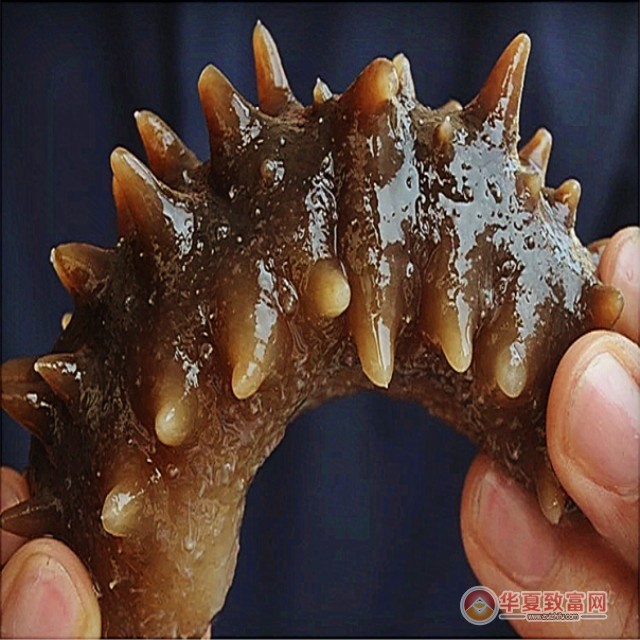 金盛鑫海参加盟